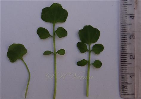  Leaves